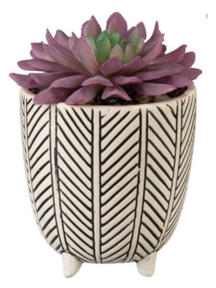 Herringbone Planter with Succulent - Wild Magnolia