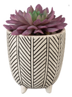 Herringbone Planter with Succulent - Wild Magnolia