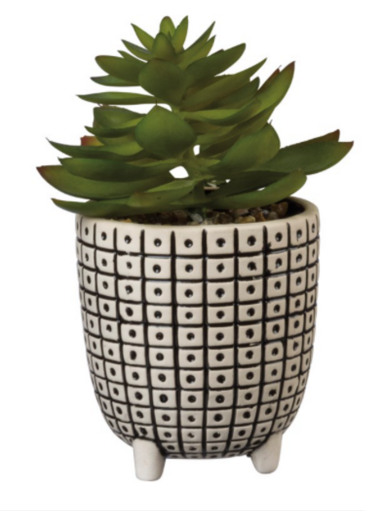 Dot Pattern Vase with Succulent